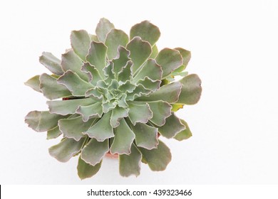 Closeup Top View Of A Echeveria Ruffles Or 