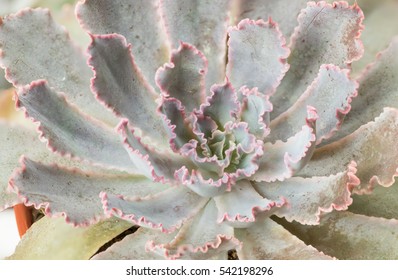 Closeup Top View Of A Echeveria Ruffles Or 