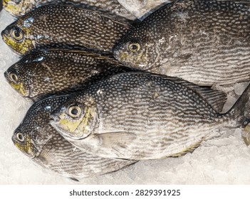 Close-up top view of fresh raw rabbitfish (Siganus) displayed on crushed ice at a local seafood market