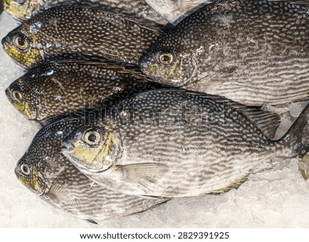Close-up top view of fresh raw rabbitfish (Siganus) displayed on crushed ice at a local seafood market