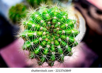 A Close-up Top View Of A Green Cactus With Thorns Planted In A Pot. The Sunlight Showed A Much Of Thorns Defending Themselves. Concept Self-defense Or As A Natural Background.