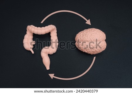 Close-up top view of a human brain model and a gut figurine isolated on pristine black backdrop with pink circular arrows. Psychobiotic medical concept.
