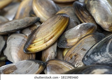 Close-up top view of a large stack of raw Freshwater Mussels (Margaritifera) or river clams piled together. The image features the detailed texture of the dark brown and golden-yellow bivalve shells, glistening with moisture. This full-frame shot captures a heap of freshly harvested organic mollusks, often found in river habitats or sold in traditional seafood markets as culinary ingredients. Ideal for use as a natural textured background representing aquatic wildlife, river biodiversity, and organic food sources.