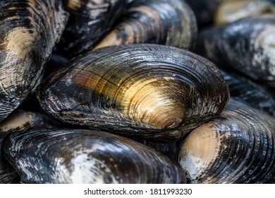 Close-up top view of a large stack of raw Freshwater Mussels (Margaritifera) or river clams piled together. The image features the detailed texture of the dark brown and golden-yellow bivalve shells, glistening with moisture. This full-frame shot captures a heap of freshly harvested organic mollusks, often found in river habitats or sold in traditional seafood markets as culinary ingredients. Ideal for use as a natural textured background representing aquatic wildlife, river biodiversity, and organic food sources.