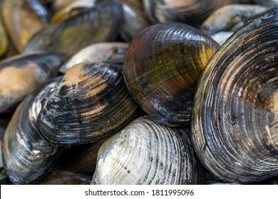 Close-up top view of a large stack of raw Freshwater Mussels (Margaritifera) or river clams piled together. The image features the detailed texture of the dark brown and golden-yellow bivalve shells, glistening with moisture. This full-frame shot captures a heap of freshly harvested organic mollusks, often found in river habitats or sold in traditional seafood markets as culinary ingredients. Ideal for use as a natural textured background representing aquatic wildlife, river biodiversity, and organic food sources.