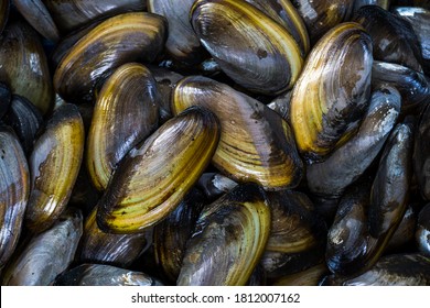 Close-up top view of a large stack of raw Freshwater Mussels (Margaritifera) or river clams piled together. The image features the detailed texture of the dark brown and golden-yellow bivalve shells, glistening with moisture. This full-frame shot captures a heap of freshly harvested organic mollusks, often found in river habitats or sold in traditional seafood markets as culinary ingredients. Ideal for use as a natural textured background representing aquatic wildlife, river biodiversity, and organic food sources.