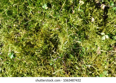 Closeup Top View Of Lawn Overgrown With Moss As Green Natural Background.
