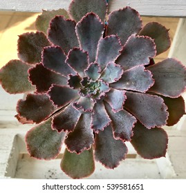 Closeup Top View On A Rosette Of Succulent Plant. Echeveria Ruffles Of Bluish Leaves With Beautiful Pink Frills Ruffled Edges.