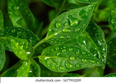 Closeup top view photography of green fresh sprouts of sweet pepper vegetables with water drops on surface of leaves.