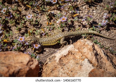 Closeup top view of wall lizard of the desert closeup