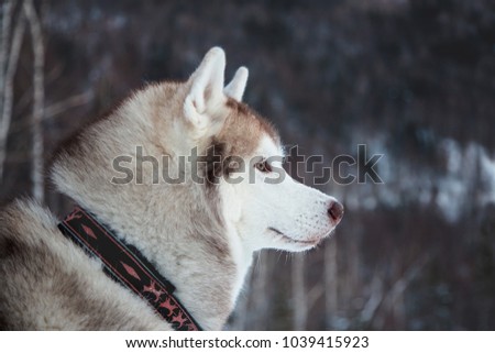 Close-up of topdog Husky male liying on the snow and observing his forest. Profile portrait of attentive Beige and White Siberian husky dog in winter