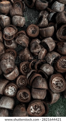 Close-up top-down shot of split coconut shells scattered across patchy grass and dirt, showing the rough exterior fibers and smooth hollow interior of each shell in earthy tones.