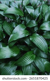 A close-up, top-down view of a dense cluster of dark green Hosta leaves, highlighting their ribbed texture and glossy surface.