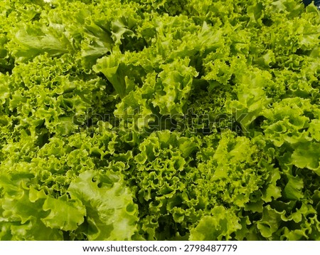 A close-up, top-down view of a dense cluster of fresh green looseleaf lettuce (selada hijau). The leaves exhibit a vibrant light green color with highly ruffled, curly edges and a crisp texture. The foliage is tightly packed together, completely filling the entire frame.