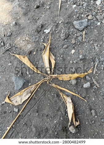 A close-up, top-down view of a dried, withered leaf with five leaflets arranged in a star-like pattern, lying on dry, rocky, and dusty ground.