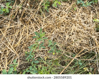 A close-up, top-down view of the ground in a field or meadow, dominated by a thick, tangled layer of dry, pale yellow and brown dead grass. The brittle, straw-like stems crisscross to form a dense mat over the soil. Poking through this dormant layer, primarily in the lower-left and central areas, are a few small, resilient green plants. These herbaceous sprouts feature small, clustered, trifoliate leaves, strongly resembling forage crops like alfalfa or a similar wild legume. The vibrant green of the living leaves provides a stark color and textural contrast against the muted, pale background of the withered grass. Natural, diffused daytime lighting captures the intricate, overlapping textures of the plant matter, highlighting a common natural scene of new growth emerging through decaying vegetation in a rural pasture or wild environment.