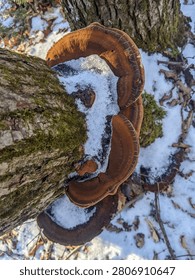 A close-up, top-down view of large brown bracket fungi growing on a moss-covered tree trunk in a winter forest. Fresh white snow and ice has gathered on the mushroom above scattered dead leaves.