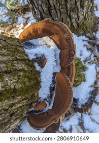 A close-up, top-down view of large brown bracket fungi growing on a moss-covered tree trunk in a winter forest. Fresh white snow and ice has gathered on the mushroom above scattered dead leaves.