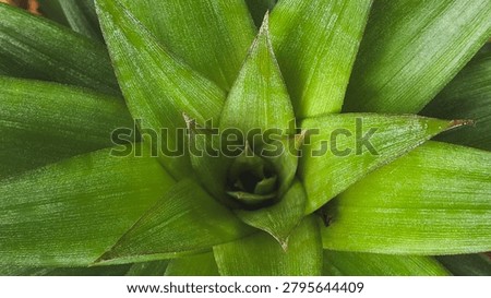 A close-up top-down view of the leafy crown of a pineapple plant. It features stiff, sword-shaped, glossy green leaves arranged in a tight, symmetrical spiral rosette, tapering to sharp points.