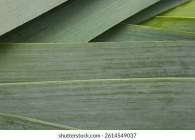 A close-up, top-down view of overlapping dark green leek leaves, showcasing their natural texture