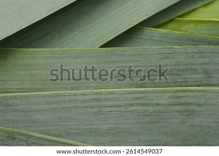 A close-up, top-down view of overlapping dark green leek leaves, showcasing their natural texture