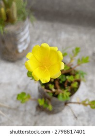 A close-up, top-down view of a single bright yellow flower with visible stamens, blooming in a repurposed plastic bottle pot. The plant sits on a light grey concrete surface, with another blurry potted plant in the background, showcasing simple urban gardening under natural light.