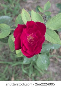 A close-up, top-down view of a single deep red rose in bloom, surrounded by green leaves.