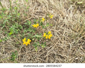 A close-up, top-down view of small, vibrant yellow wildflowers growing amidst a tangled bed of dry, pale tan grass. The bright blooms, which feature delicate, clustered, pea-like petals characteristic of bird's-foot trefoil, stand out in sharp color contrast against the surrounding dormant vegetation. Their slender stems bear small, vividly green leaves that add a splash of fresh, living color to the otherwise muted, beige background of withered, straw-like grass blades. The natural, diffused daytime lighting highlights the soft textures of the flower petals alongside the coarse, interwoven mat of the dried grasses, capturing a resilient patch of summer flora thriving in a dry meadow or field environment.