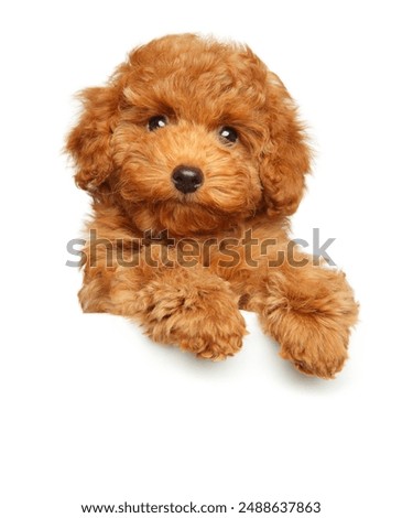 Close-up of a Toy Poodle puppy above banner, isolated on white background