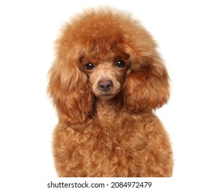 Close-up Of Toy Poodle Puppy. Isolated On A White Background