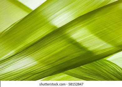 Closeup Of Transparent Corn Husk