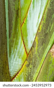 Closeup of Travellers tree petioles. Texture of leaf bases of Ravenala madagascariensis tree, Traveller's tree, Traveller's palm tree.