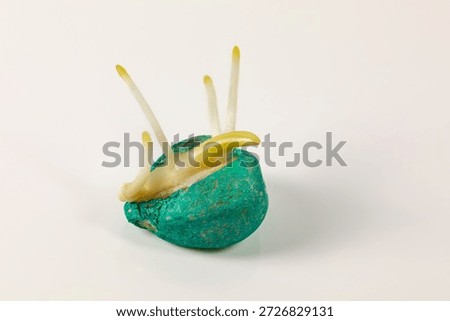 Closeup of treated corn seed germination isolated on white background. Agriculture, agronomy and farming concept.