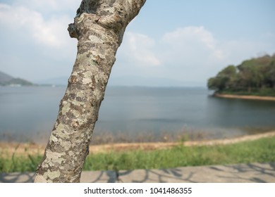 The close-up tree