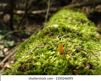 closeup of a tree