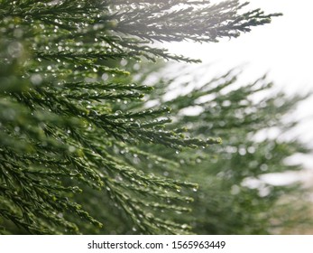 closeup of a tree after rain