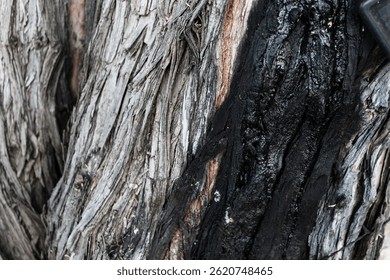 close-up of tree bark a with condition causing a dark black sheen, slight ooze and color. macrophotography nature background. on a divi-divi tree (Caesalpinia coriaria)