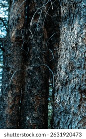 Close-up of tree bark in dense forest