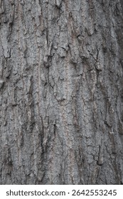 Close-up of a tree bark displaying rough texture and intricate details