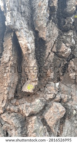 Close-up of tree bark featuring a unique natural knot and textured wooden surface.