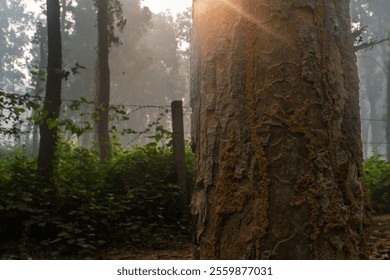 A close-up of tree bark illuminated by golden sunlight, set against a misty forest background with lush greenery, creating a serene and earthy atmosphere. - Powered by Shutterstock