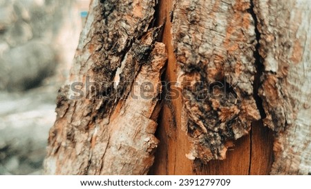 Close-up Tree Bark of old tree. Aged rugged natural knotted tree bark, rustic background texture. Natural environment detail, weathered, dry aged wood tree bark knot pattern