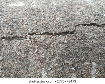 Close-up of tree bark with a rough, scaly, or flaky texture.
