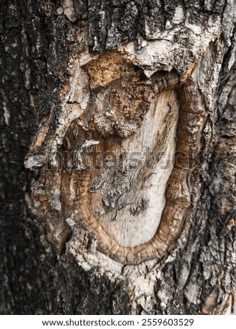 A close-up of tree bark with a rough, textured surface and a circular, light-colored knot.