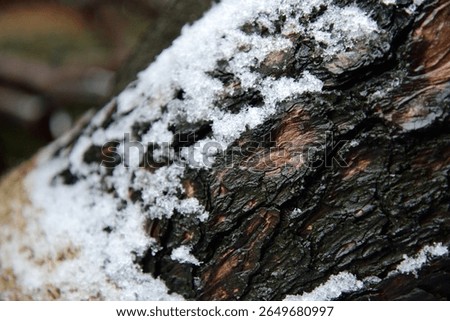A close-up of tree bark with snow on it.