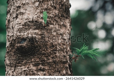 A closeup of tree bark suface
