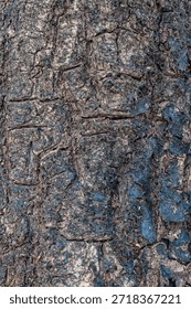 Closeup of Tree Bark Texture