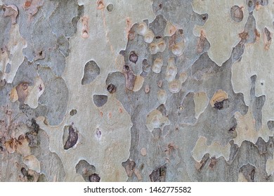 Closeup Tree Bark Texture Background