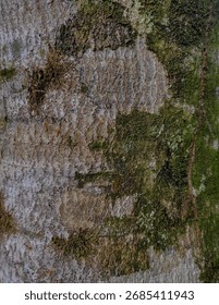 Close-up Tree Bark Texture Background. High resolution close-up of tree bark texture, natural wooden surface, perfect for background, design, and abstract pattern use