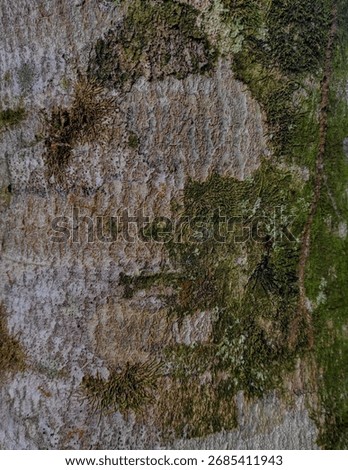 Close-up Tree Bark Texture Background. High resolution close-up of tree bark texture, natural wooden surface, perfect for background, design, and abstract pattern use